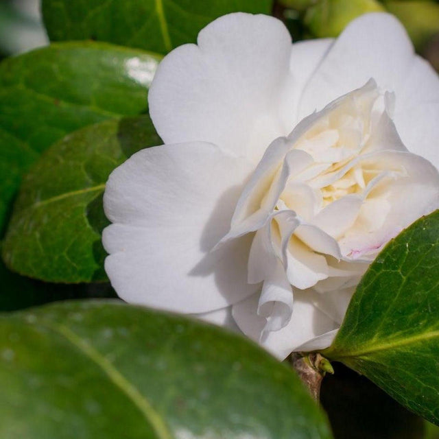 Weroona Camellia - Camellia sasanqua 'Weroona'-Evergreen,Flowering,Moderate Water,Outdoor,Partial Shade,Screening,Slow Growing-Nursery Near Me