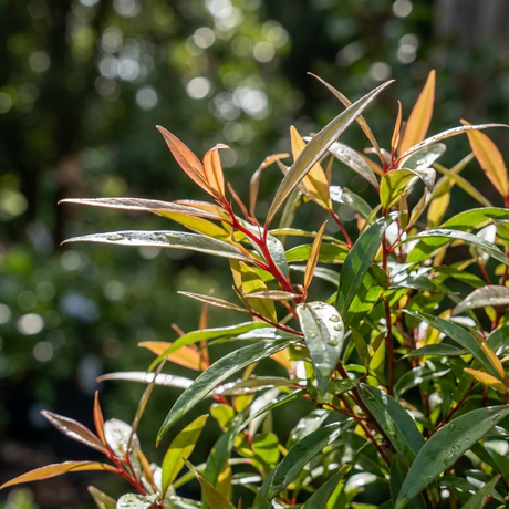 Sunlit green and reddish leaves of the West Australian Weeping Peppermint (Agonis flexuosa), glistening with water droplets in a peaceful garden setting.