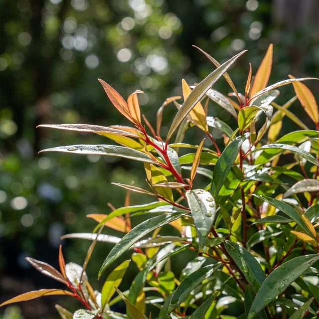 Sunlit green and reddish leaves of the West Australian Weeping Peppermint (Agonis flexuosa), glistening with water droplets in a peaceful garden setting.
