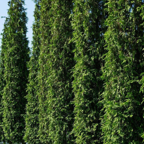 Western Red Cedar - Thuja plicata-Evergreen,Fast Growing,Full Sun,Moderate Water,Outdoor,Screening,Tree-Nursery Near Me