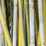 White Bamboo