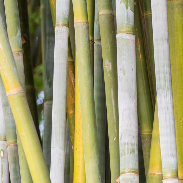 White Bamboo - Bambusa chungii-Bamboo,Evergreen,Fast Growing,Full Sun,Moderate Water,Outdoor,Screening,Tropical-Nursery Near Me