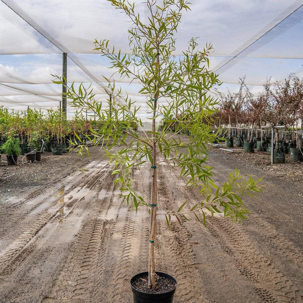 White Bottlebrush - Callistemon salignus-Evergreen,Fast Growing,Flowering,Full Sun,Moderate Water,Native,Outdoor,Tree-Nursery Near Me