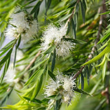 White Bottlebrush - Callistemon salignus-Evergreen,Fast Growing,Flowering,Full Sun,Moderate Water,Native,Outdoor,Tree-Nursery Near Me