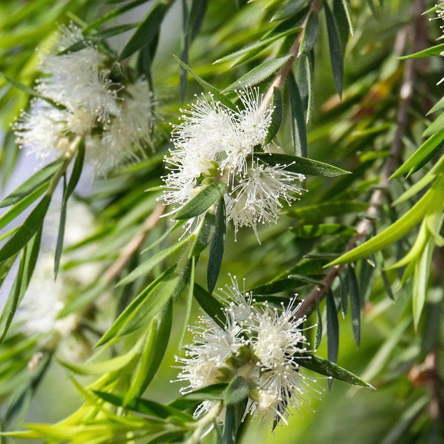 White Bottlebrush - Callistemon salignus-Evergreen,Fast Growing,Flowering,Full Sun,Moderate Water,Native,Outdoor,Tree-Nursery Near Me