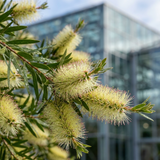 Close-up of White Bottlebrush (Callistemon salignus) flowers on a branch, with a modern glass building in the background.