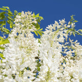 White Chinese Wisteria - Wisteria sinensis 'Alba'-Climber,Deciduous,Fast Growing,Flowering,Full Sun,Moderate Water,Outdoor-Nursery Near Me