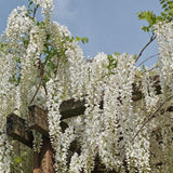 White Chinese Wisteria - Wisteria sinensis 'Alba'-Climber,Deciduous,Fast Growing,Flowering,Full Sun,Moderate Water,Outdoor-Nursery Near Me