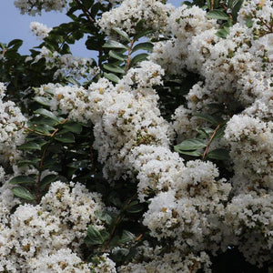 White Crepe Myrtle