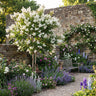White Crepe Myrtle