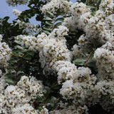 White Crepe Myrtle - Lagerstroemia 'Natchez'-Deciduous,Flowering,Full Sun,Moderate Growing,Moderate Water,Ornamental,Outdoor,Tree-Nursery Near Me