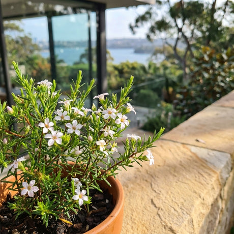 The White Diosma (Coleonema album), with delicate white blooms, is placed on a stone balcony overlooking trees and water.