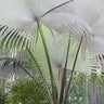 White Elephant Palm