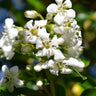 White Escallonia