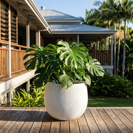 Large Monstera plant in a White Gavin Belly Pot (various sizes available) placed on a wooden deck, with a house and tropical foliage in the background.
