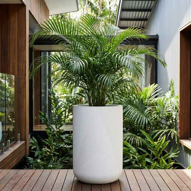 A tall green palm plant in a White Gavin Cylinder planter sits on a wooden deck, surrounded by lush greenery.