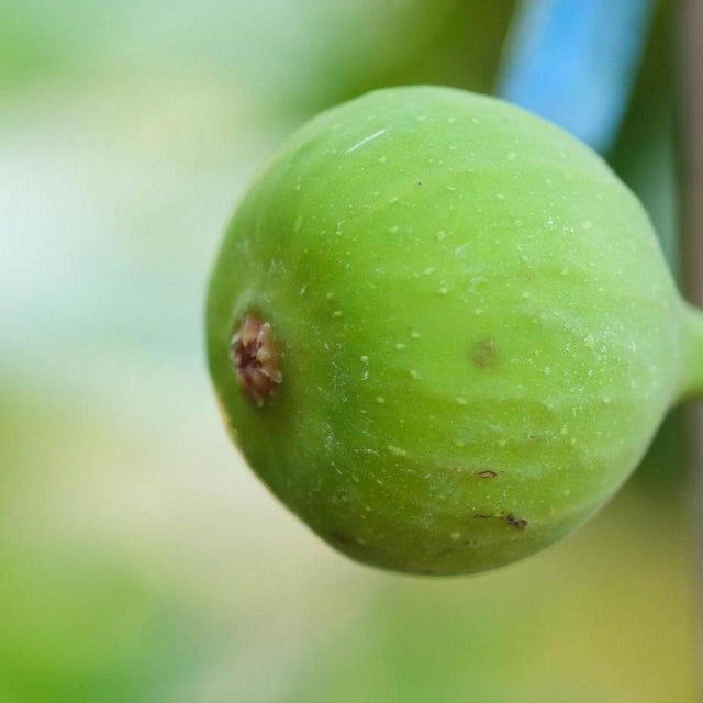 White Genoa Fig - Ficus carica 'White Genoa'-Deciduous,Fruiting,Full Sun,Moderate Growing,Moderate Water,Outdoor,Tree-Nursery Near Me