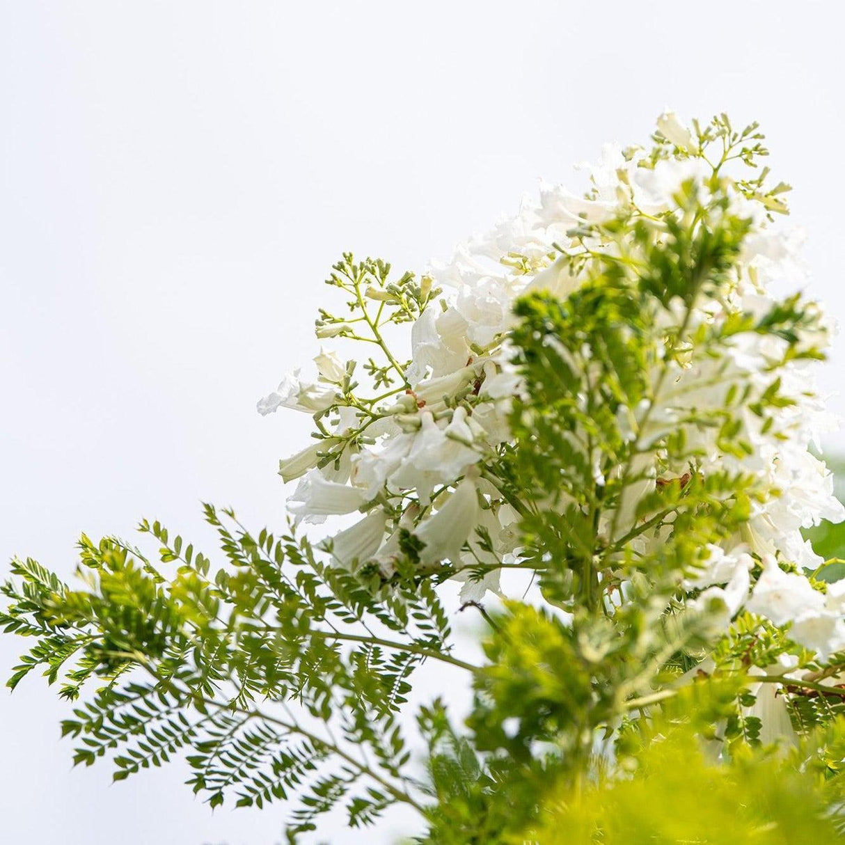 White Jacaranda Tree - Jacaranda mimosifolia 'Alba'-Deciduous,Fast Growing,Flowering,Full Sun,Moderate Water,Outdoor,Tree-Nursery Near Me