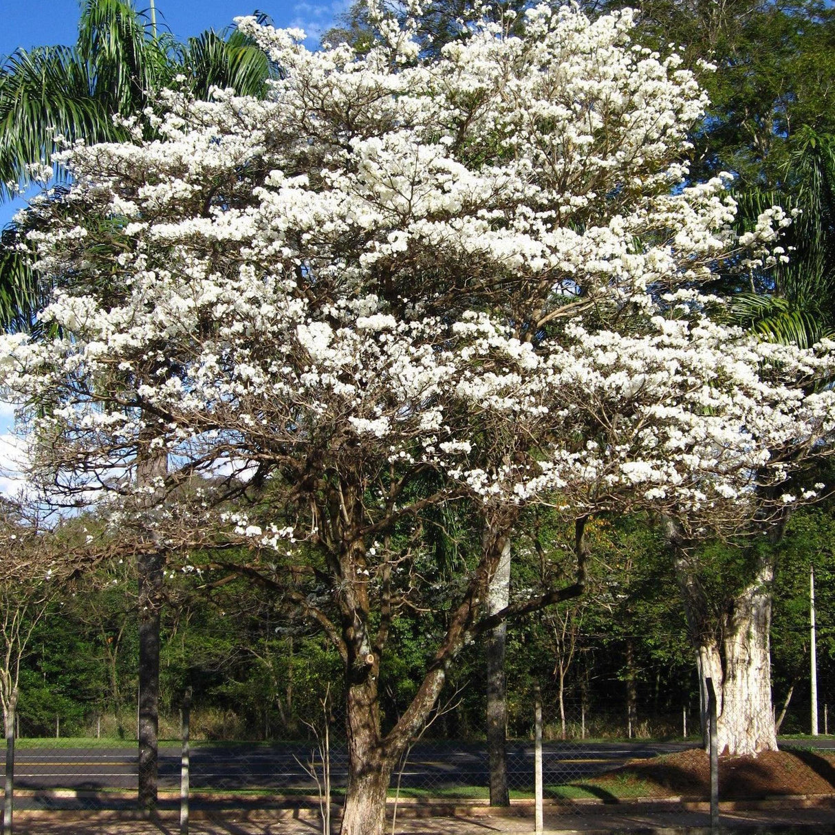 White Jacaranda Tree - Jacaranda mimosifolia 'Alba'-Deciduous,Fast Growing,Flowering,Full Sun,Moderate Water,Outdoor,Tree-Nursery Near Me