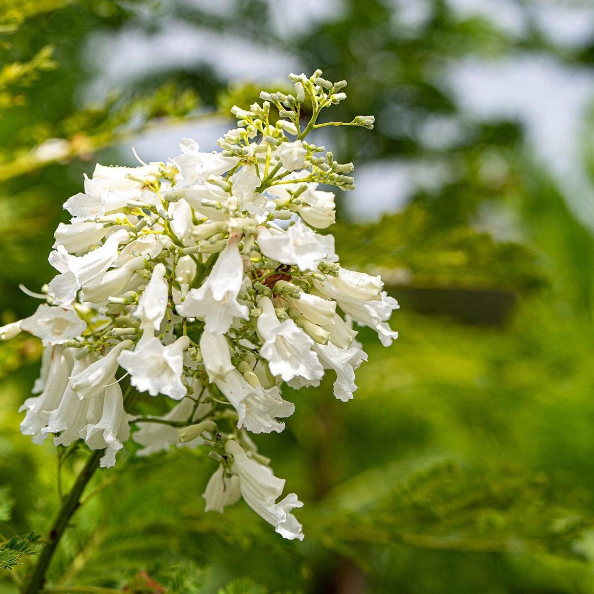 White Jacaranda Tree - Jacaranda mimosifolia 'Alba'-Deciduous,Fast Growing,Flowering,Full Sun,Moderate Water,Outdoor,Tree-Nursery Near Me