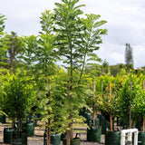 White Jacaranda Tree - Jacaranda mimosifolia 'Alba'-Deciduous,Fast Growing,Flowering,Full Sun,Moderate Water,Outdoor,Tree-Nursery Near Me