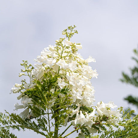 White Jacaranda Tree - Jacaranda mimosifolia 'Alba'-Deciduous,Fast Growing,Flowering,Full Sun,Moderate Water,Outdoor,Tree-Nursery Near Me