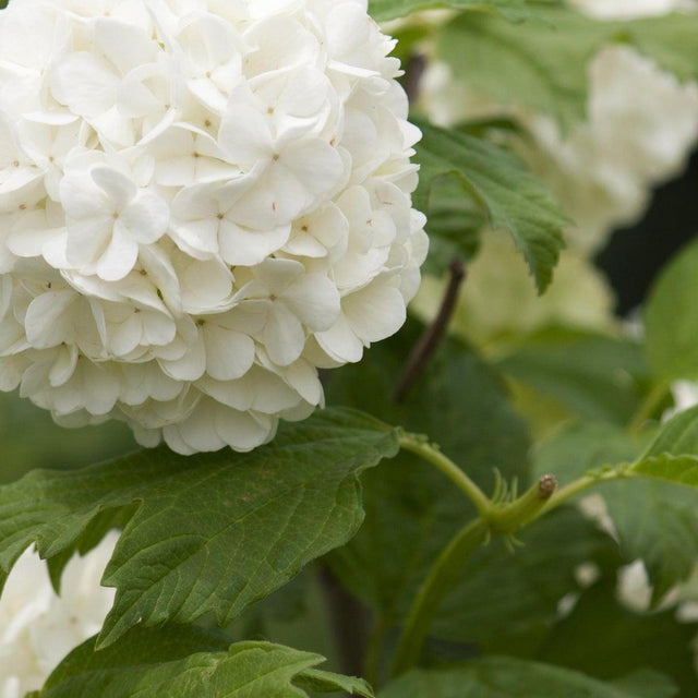 White Knight Hydrangea - Hydrangea macrophylla 'White Knight'-Deciduous,Flowering,Moderate Growing,Moderate Water,Outdoor,Partial Shade,Shrub-Nursery Near Me