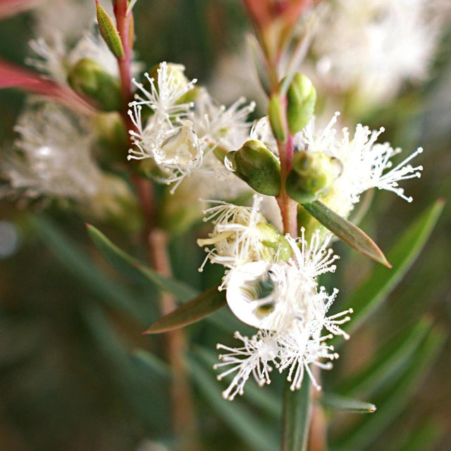 White Lace Melaleuca - Melaleuca thymifolia 'White Lace'-Evergreen,Flowering,Full Sun,Moderate Growing,Moderate Water,Outdoor,Shrub-Nursery Near Me