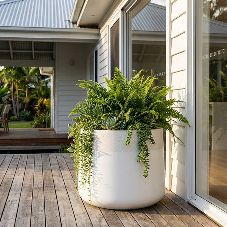 The White Maxim Drum Pot, available in various sizes, with ferns and succulents, sits on a wooden deck by glass doors—a stylish fibreclay planter ideal for indoor or outdoor use.