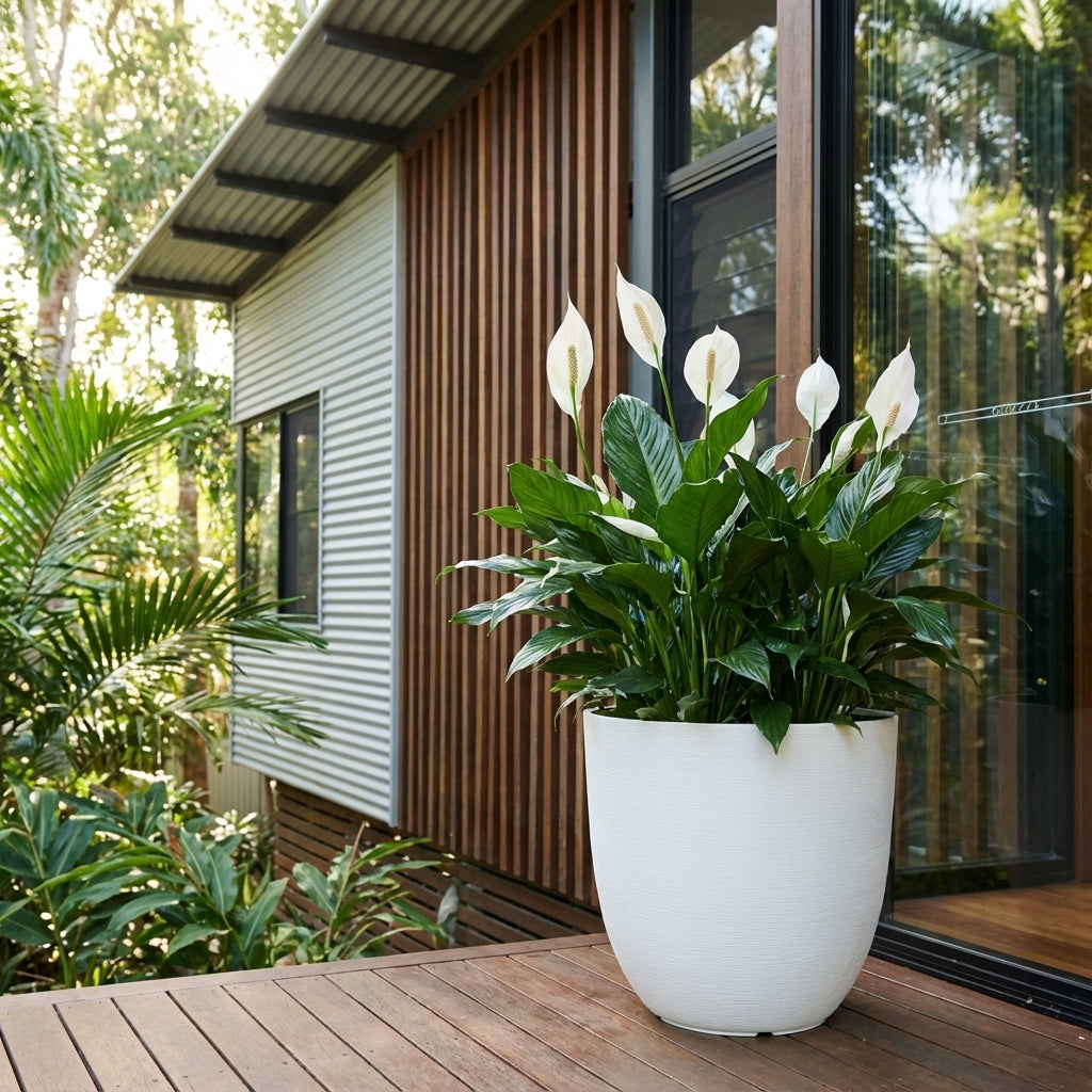 A White Milano Self Watering Planter with peace lilies sits on a wooden deck outside a modern house with wood and metal siding.