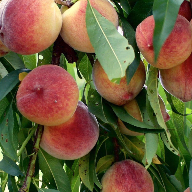 White Opal Peach Tree - Prunus persica 'White Opal'-Deciduous,Fruiting,Full Sun,Moderate Growing,Moderate Water,Outdoor,Tree-Nursery Near Me