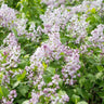 White Out Hardenbergia