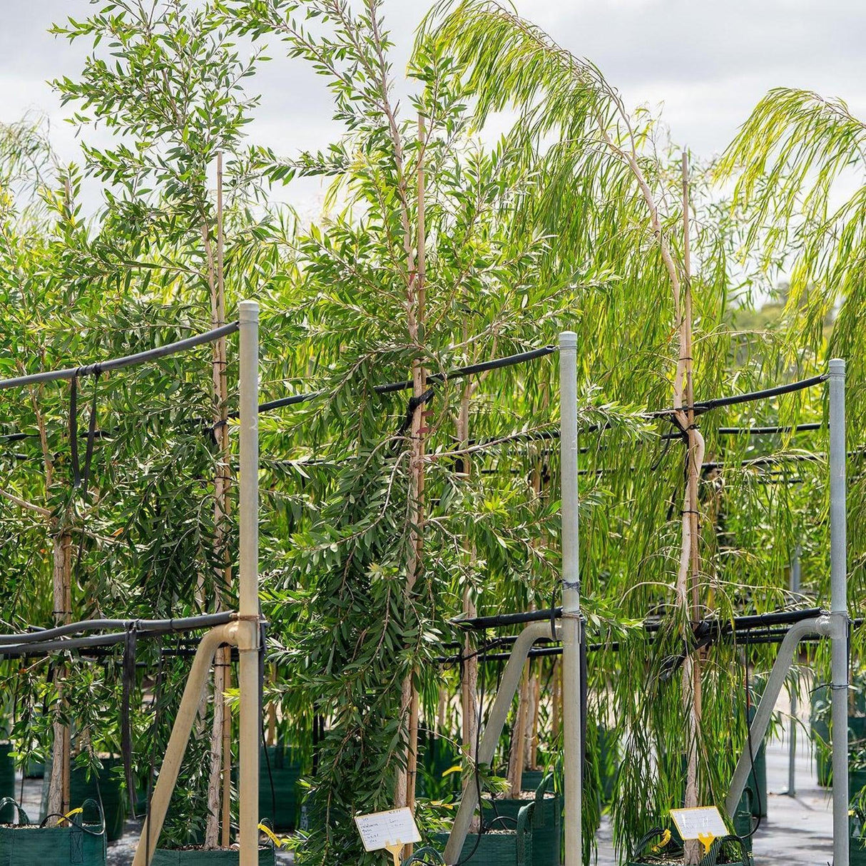 White Paperbark Melaleuca - Melaleuca quinquenervia-Evergreen,Fast Growing,Full Sun,Moderate Water,Outdoor,Screening,Tree-Nursery Near Me