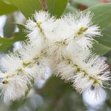 White Paperbark Melaleuca - Melaleuca quinquenervia-Evergreen,Fast Growing,Full Sun,Moderate Water,Outdoor,Screening,Tree-Nursery Near Me