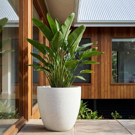 Green leafy plant in a White Terrazzo Egg Pot (various sizes available) on a patio with a modern wooden house behind. This lightweight fibrecement planter brings style and versatility to any indoor or outdoor setting.
