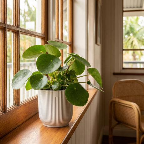 A potted plant with round green leaves sits in a White Vibes Indoor Plant Pot on a windowsill in a bright, cozy room with wooden accents.
