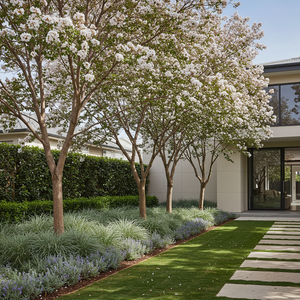 White Crepe Myrtle