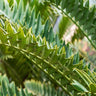 Whitelock's Cycad