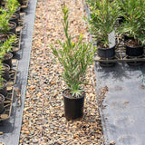 Wilderness White Bottlebrush - Callistemon viminalis 'Wilderness White'-Evergreen,Fast Growing,Flowering,Full Sun,Moderate Water,Native,Outdoor,Shrub-Nursery Near Me