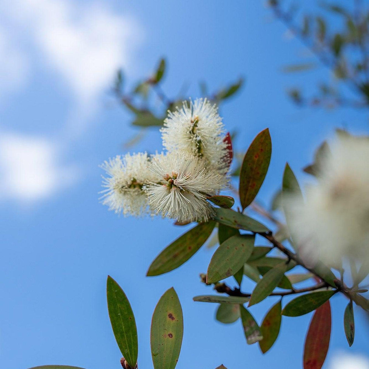 Wilderness White Bottlebrush - Callistemon viminalis 'Wilderness White'-Evergreen,Fast Growing,Flowering,Full Sun,Moderate Water,Native,Outdoor,Shrub-Nursery Near Me