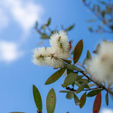 Wilderness White Bottlebrush - Callistemon viminalis 'Wilderness White'-Evergreen,Fast Growing,Flowering,Full Sun,Moderate Water,Native,Outdoor,Shrub-Nursery Near Me