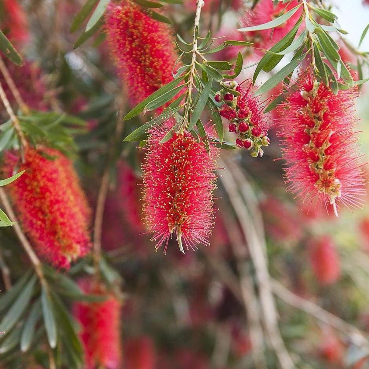 Wildfire Bottlebrush - Callistemon viminalis 'Wildfire'-Evergreen,Fast Growing,Flowering,Full Sun,Moderate Water,Native,Outdoor,Tree-Nursery Near Me