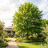 Willow Oak