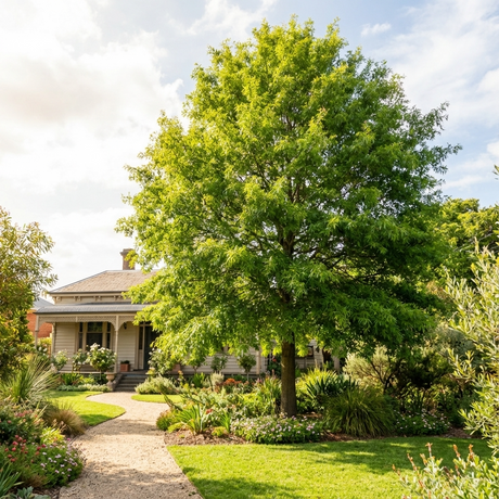 A Willow Oak (Quercus phellos) provides shade for a vibrant garden in front of a picturesque home with a wraparound porch.