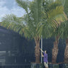 Window Palm