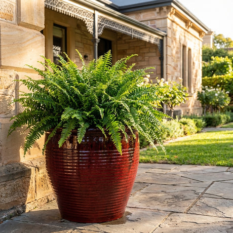 A green fern sits in a large, high-lustre Wine Holland Planter (various sizes available) on a stone patio outside a historic sandstone house, soaking up the sunlight.