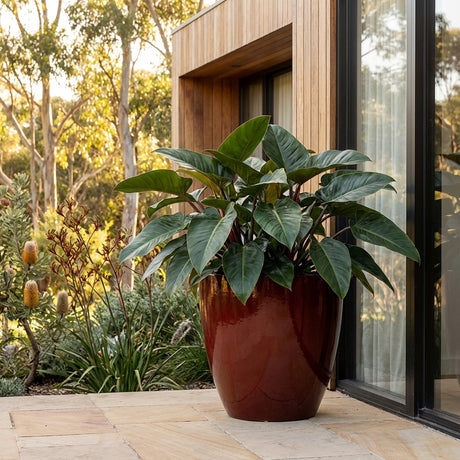 Large leafy plant in a shiny red Wine LA Egg Pot (various sizes available) beside a glass door, with trees and plants in the background.