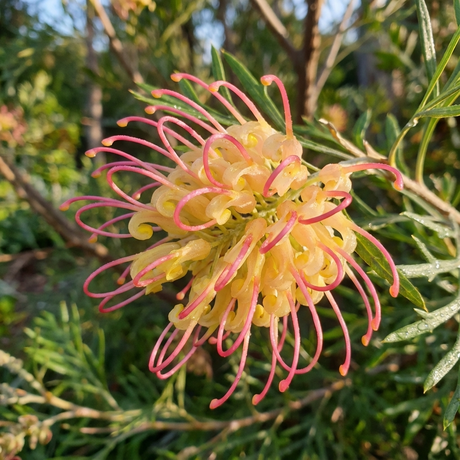 A Winpara Gold Grevillea (Grevillea thelemanniana x olivacea 'Winpara Gold') with yellow blooms and pink-tipped petals thrives in sunlight, offering drought tolerance and attracting birds to your garden’s green foliage.