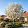 Winter Glow Ornamental Pear