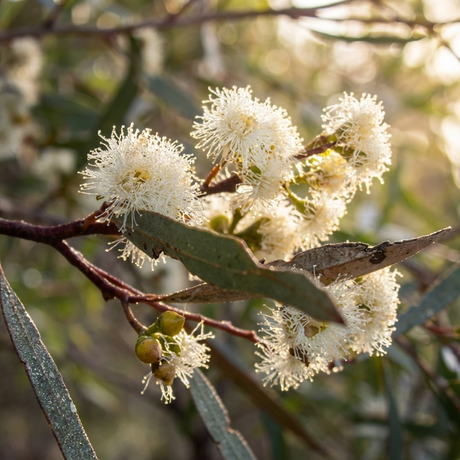 Close-up of white, fluffy flowers and green leaves on a branch of Winter Light Dwarf Green Mallee - Eucalyptus viridis 'Winter Light', a drought-tolerant variety, basking in sunlight.